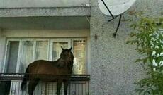 Günün fotosu