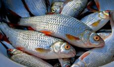 Həştərxan şirkətləri Azərbaycana balıq məhsullarının ilk tədarükünə başlayıb