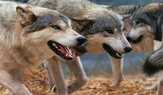 Qadın canavarların hücumuna məruz qalıb