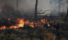 Yunanıstanda 24 saat ərzində 52 meşə yanğını baş verib
