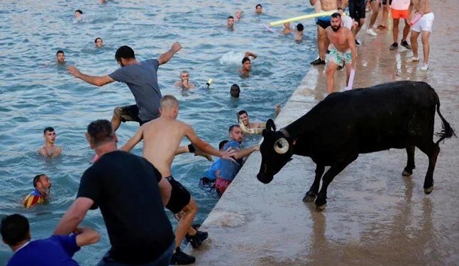 İspaniyada öküzlərin dənizə atıldığı festival ilk dəfə olaraq məhdudlaşdırılıb