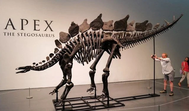 Dinozavr qalıqlar 44,6 milyon dollara satıldı