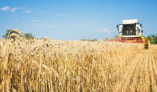 Qazaxıstan Rusiyadan buğda idxalına qoyulan qadağanı uzadıb