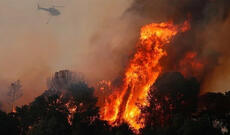 Alimlərin yeni araşdırması: Meşə yanğınları beyinə də mənfi təsir göstərir