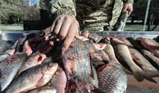 Avropa İttifaqı Rusiyadan balıq idxalına məhdudiyyətləri müzakirə edəcək