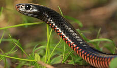 Körpə ilanı dişləyərək öldürüb