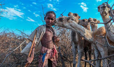 Çoban oğlan öz dəvələri ilə