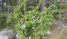 Alimlər Avropanın 1647 yaşı olan ən qədim ağacını kəşf ediblər