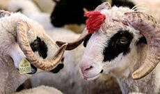 Qurban bayramı adi mənəvi mənalar və tələblər ilə qeyd olunacaq