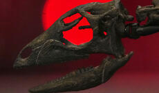Ot yeyən dinozavr skeleti