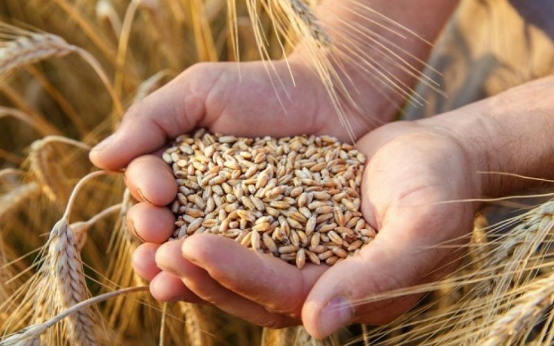 Türkiyə Rusiyadan buğda almağa marağını itirir