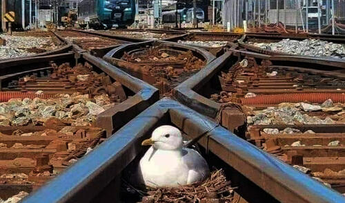 Günün fotosu