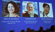2025-ci il Fiziologiya və Tibb üzrə Nobel Mükafatının Laureatlarının adları açıqlanıb