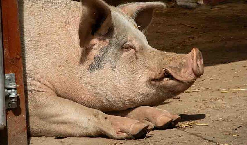 Donuz qaraciyəri transplantasiyasından sonra kişi 170 gündən çox sağ qalıb
