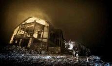 10 il ərzində çəkilmiş vəhşi təbiət fotosu