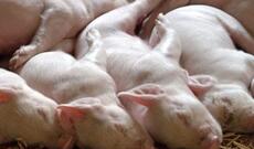 Yaponiya insan orqan transplantasiyası üçün klonlaşdırılmış donuz yetişdirəcək