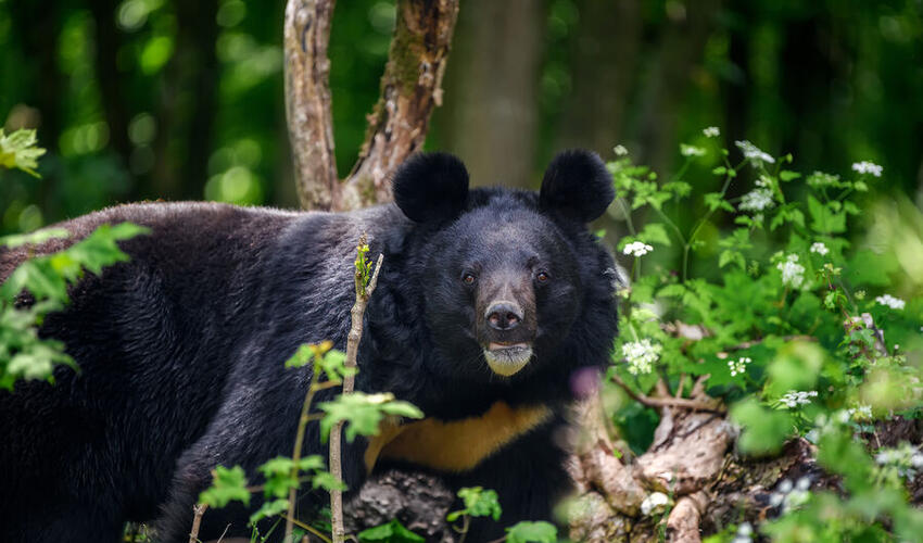 79 yaşlı qadın dağlarda ayı hücumu zamanı ölümcül xəsarətlər alıb