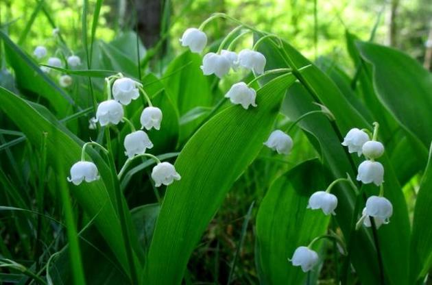 Çətin zamanları xatırlayan bitkilər kəşf edilib