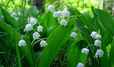 Çətin zamanları xatırlayan bitkilər kəşf edilib