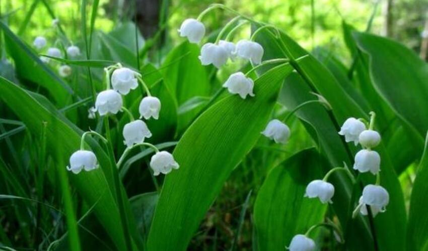 Çətin zamanları xatırlayan bitkilər kəşf edilib