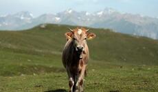 ABŞ-da "süd məhsulları”nın qiymətlərinin düşməsi səbəbindən ödənişli, inəklərlə qucaqlaşma xidmətləri təklif olunur