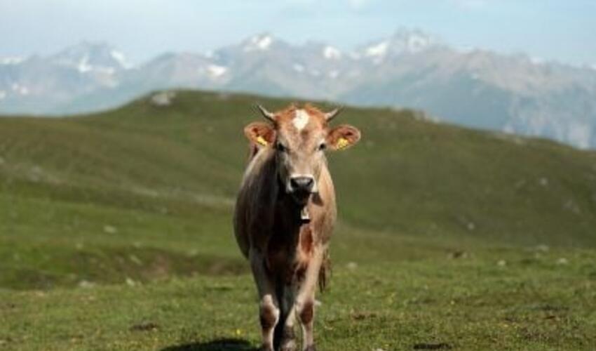ABŞ-da "süd məhsulları”nın qiymətlərinin düşməsi səbəbindən ödənişli, inəklərlə qucaqlaşma xidmətləri təklif olunur