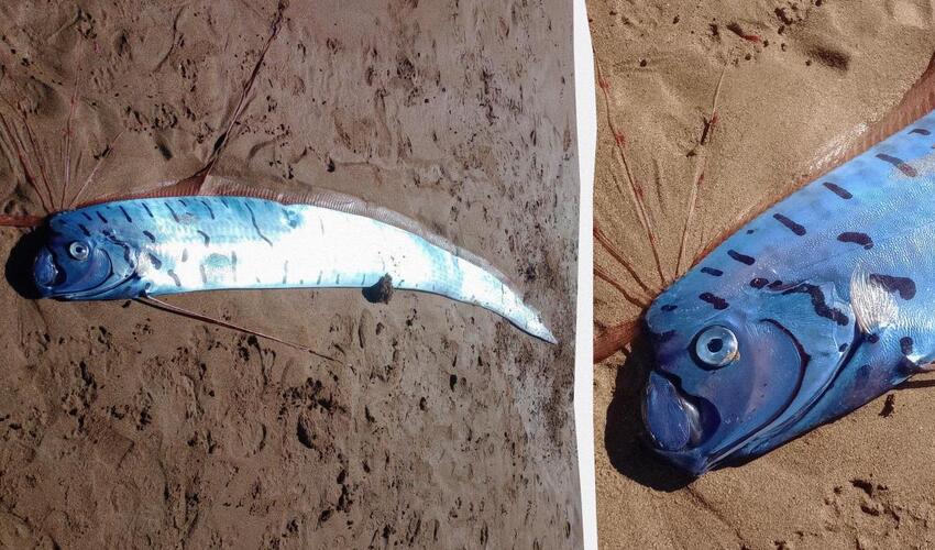 Tasmaniya çimərliyində nəhəng fəlakət xəbərçisi aşkar edilib