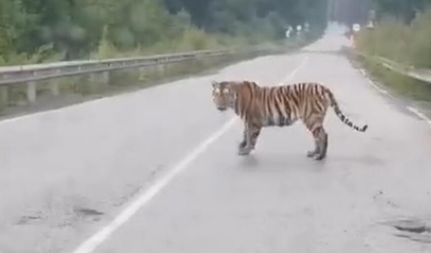 Primoryedə böyük bir yırtıcı bir avtomobilin yolunu bağladı və videoya çəkildi