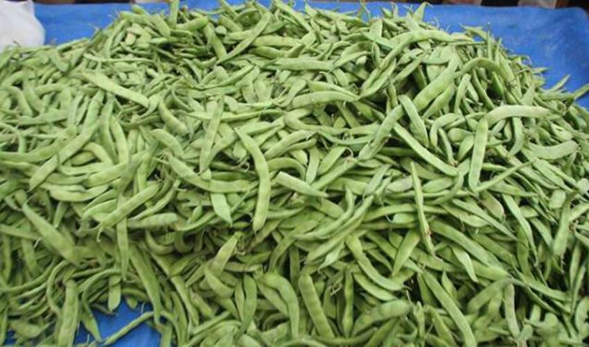 Yaşıl lobya vitaminlər mənbəyidir, xərçəng riskini azaldır