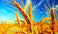 Türkiyə Taxıl İdarəsi Rusiyadan buğda alışını bərpa edib