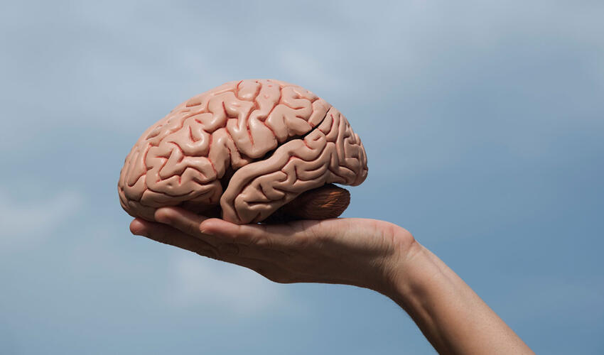 İnsan beyni həyat boyu dörd mərhələli dəyişikliklərdən keçir