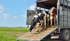 Gürcüstandan Azərbaycana heyvan idxalına qoyulan məhdudiyyət aradan qaldırılıb
