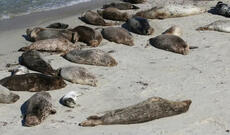 Xəzər dənizinin sahilində 500-ə yaxın suiti cəsədi tapılıb