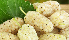 Alimlər ağ tutun insulinə həssaslığı artırdığını aşkar ediblər