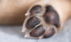 İtlərdə İnsanlar üçün potensial təhlükəli olan yeni bir infeksiya aşkar edilib.