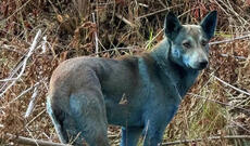 Çernobılda itlərin mavi rəngdə boyanmasının səbəbi məlum olub