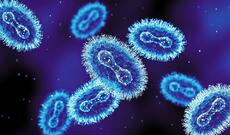 Böyük Britaniyada yeni meymunçiçəyi ştammı aşkar edilib