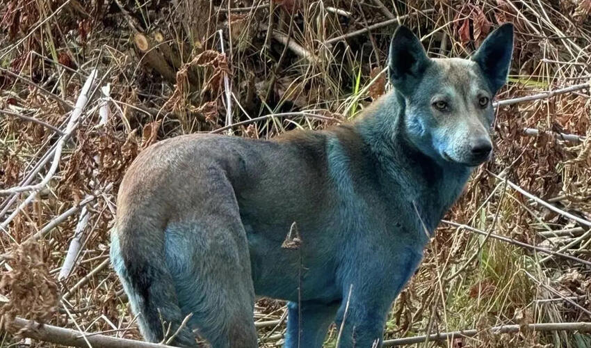 Çernobılda itlərin mavi rəngdə boyanmasının səbəbi məlum olub