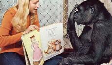 Meymundan İnsana: "Danışan" Meymunlar Fenomeni