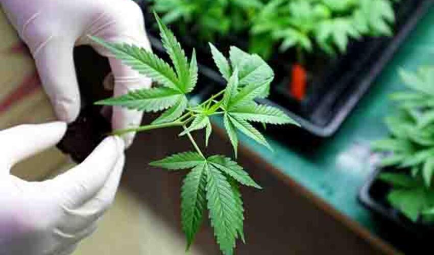 Tramp ABŞ-da marixuana istifadəsinə qoyulan məhdudiyyətləri yumşaldıb