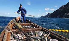 Rusiya və Yaponiya balıqçılıq kvotaları barədə razılığa gələ bilməyiblər