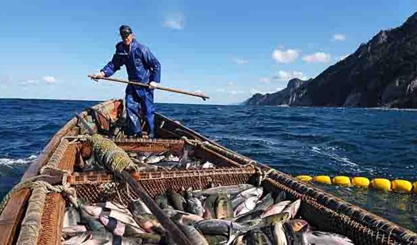 Rusiya və Yaponiya balıqçılıq kvotaları barədə razılığa gələ bilməyiblər