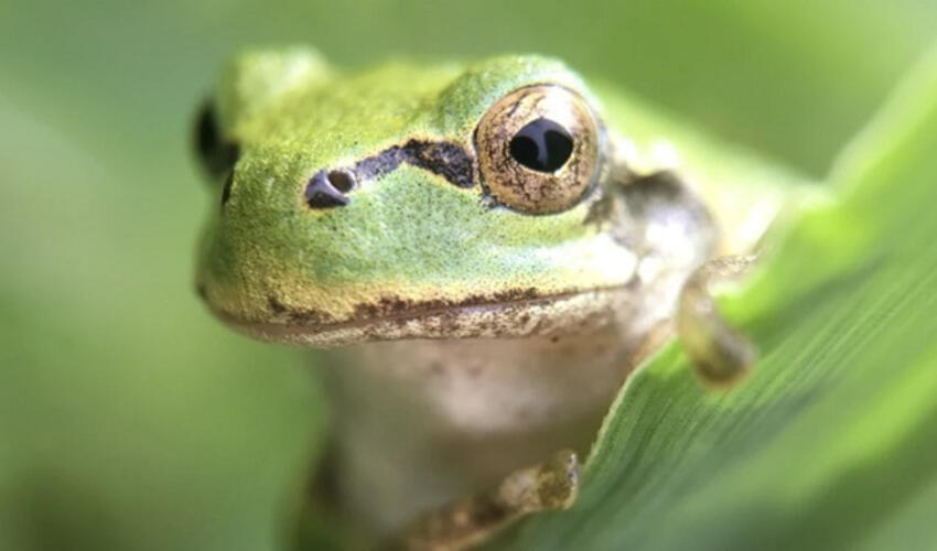 Ağac qurbağalarında şişləri tamamilə məhv edə bilən bakteriya aşkar edilib