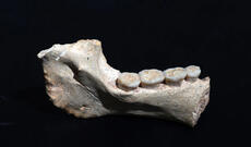 Homo sapiens və neandertallıların güman edilən ümumi əcdadının qalıqları tapılıb