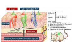 Yaponiyada iltihab zamanı parlayan dəri transplantatı yaradılıb