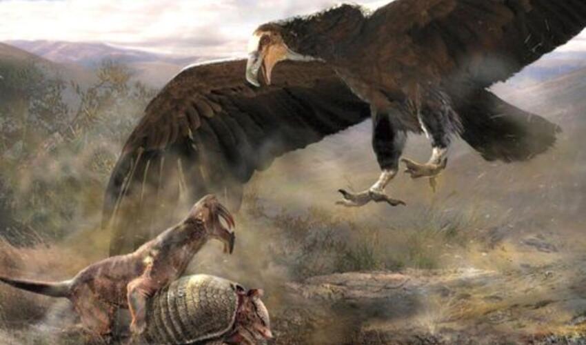 Yer üzünün tarixində ən ağır uçan quşun adı açıqlandı