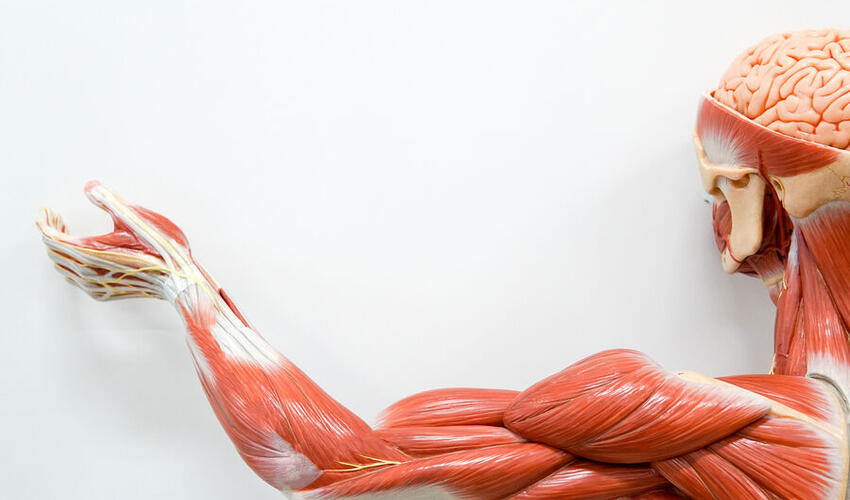 Əzələləri əməliyyatsız bərpa etmək üsulu tapıldı