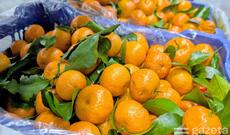 Özbəkistan Çindən mandarin və ananas idxalını müvəqqəti olaraq qadağan edib