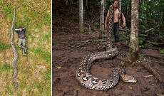 İndoneziyada dünyanın ən uzun ilanı tapıldı