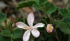 Tropik bitkinin komponenti aqressiv döş xərçənginin inkişafını boğdu